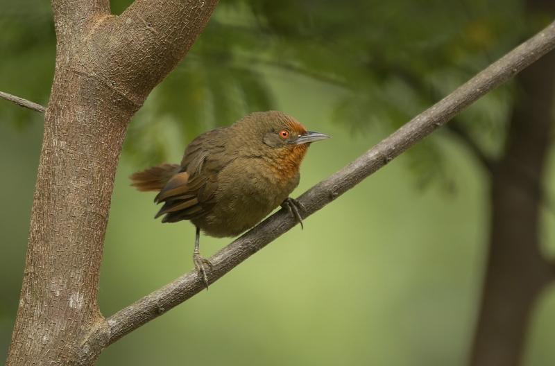 Orange-eyed Thornbird