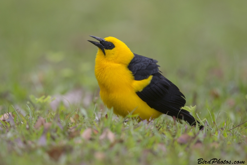 Oriole Blackbird