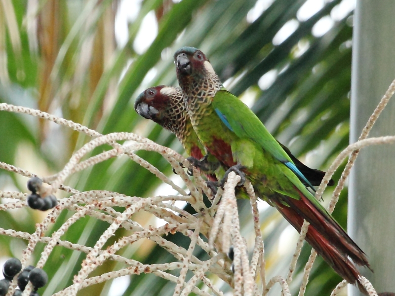 Painted Parakeet