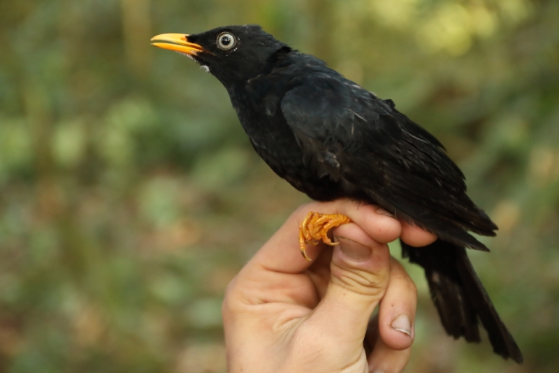 Pale-eyed Thrush