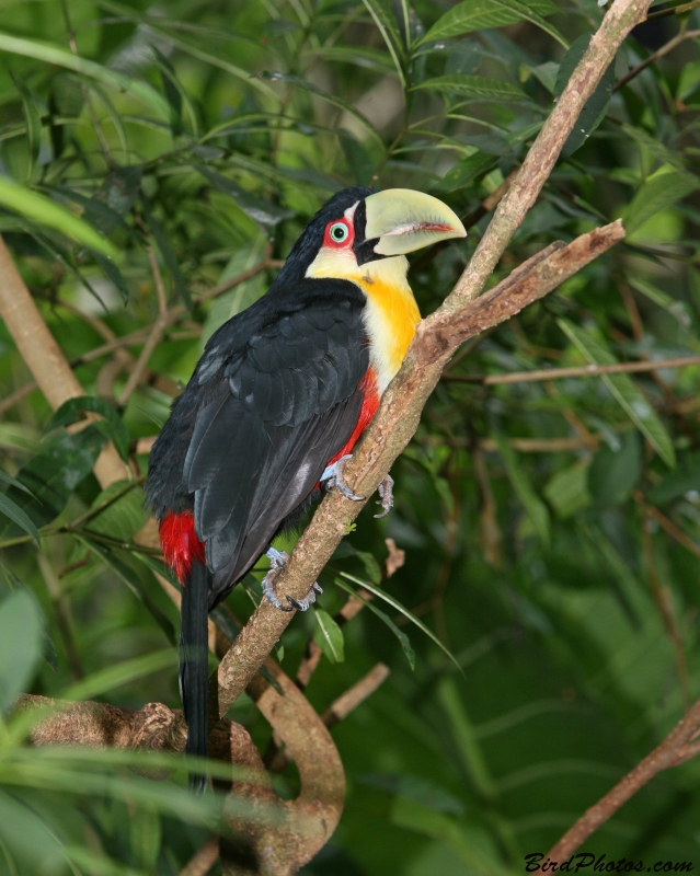 Red-breasted Toucan