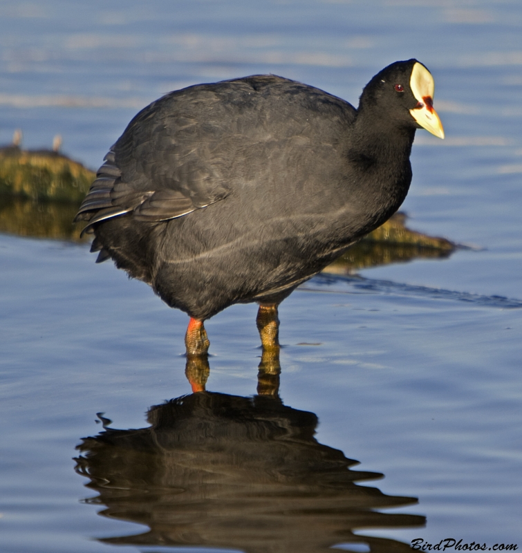 Red-gartered Coot