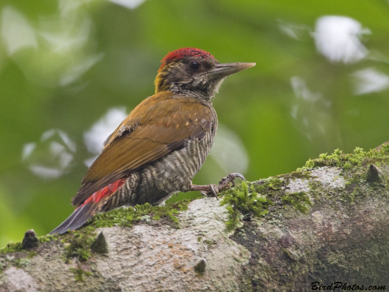 Red-rumped Woodpecker