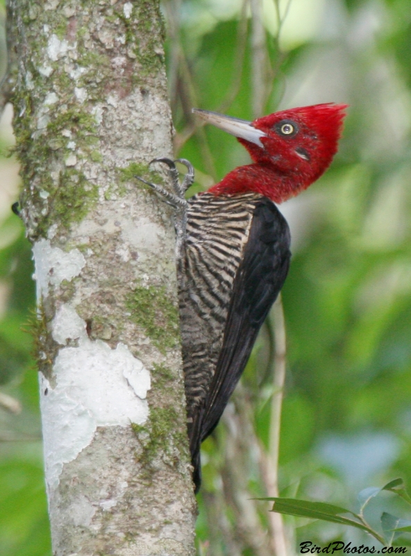 Robust Woodpecker