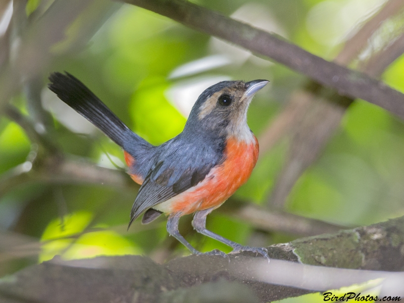 Rose-breasted Chat