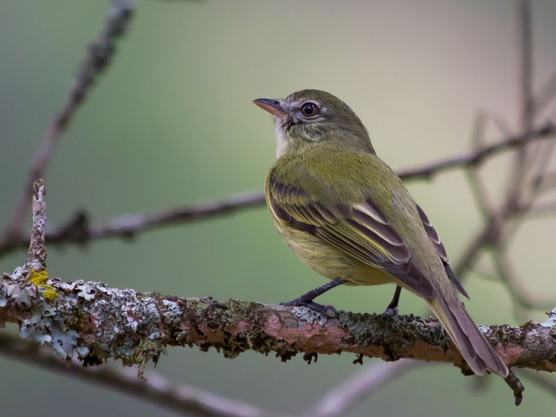 Rough-legged Tyrannulet