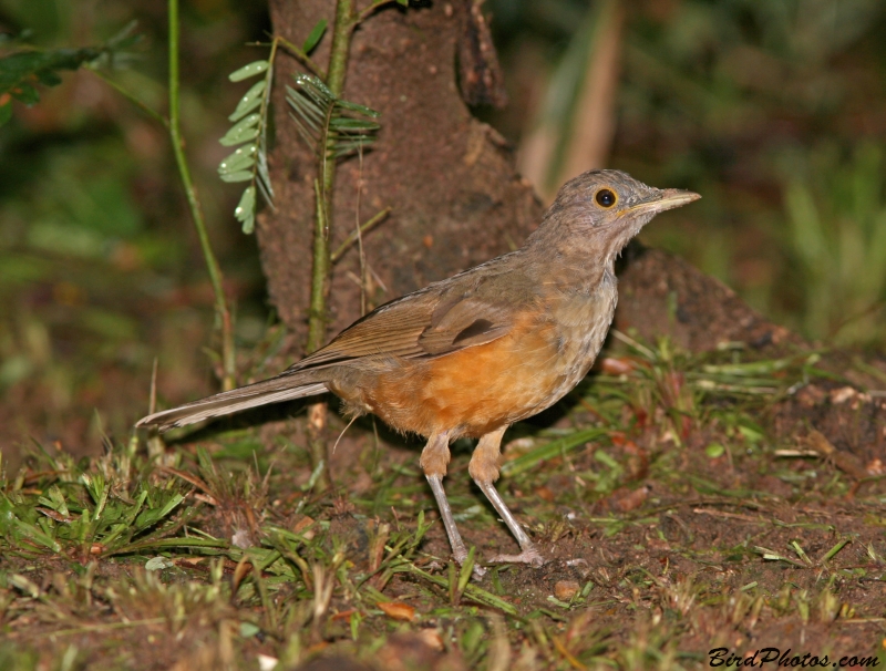 Rufous-bellied Thrush