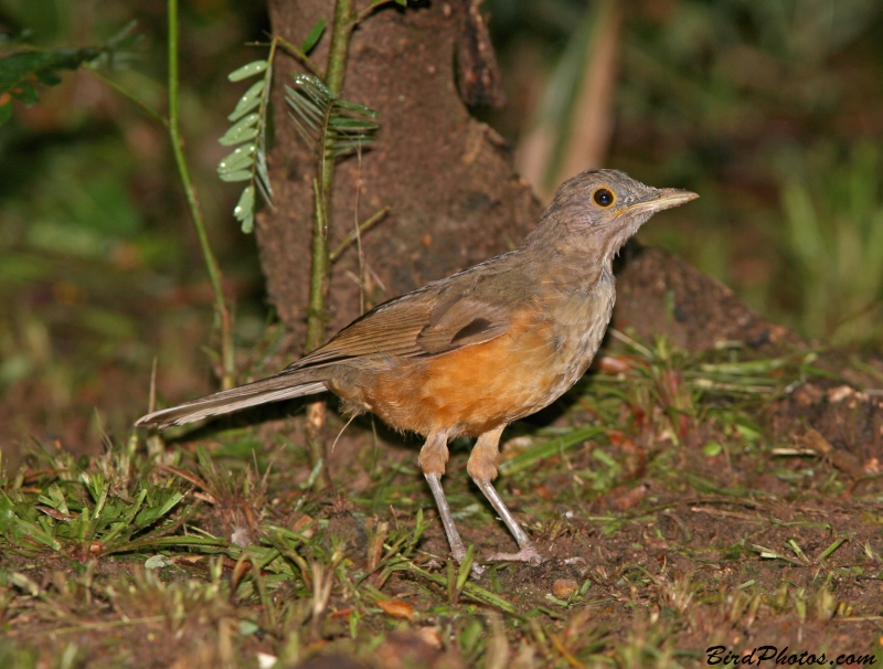 Rufous-bellied Thrush