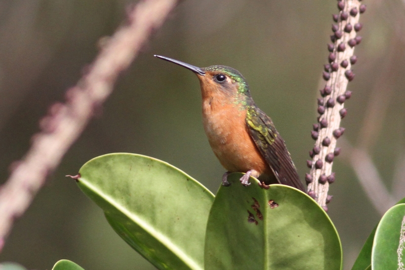 Rufous-breasted Sabrewing