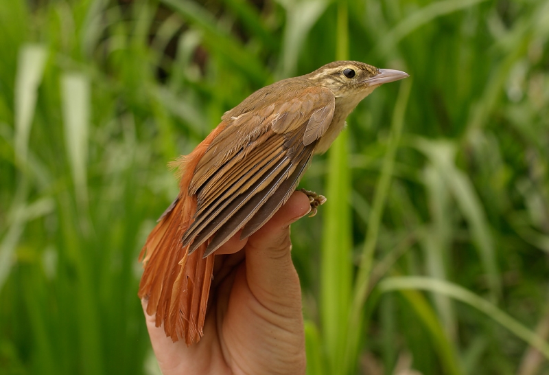 Rufous-rumped Foliage-gleaner