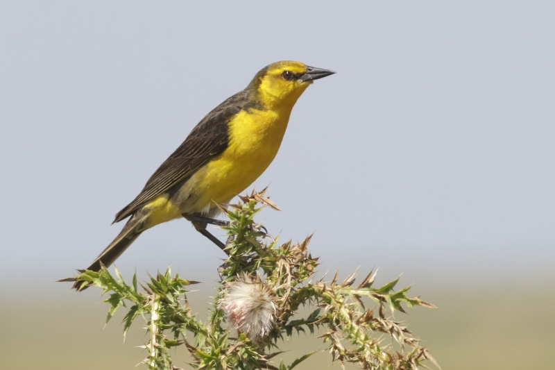 Saffron-cowled Blackbird