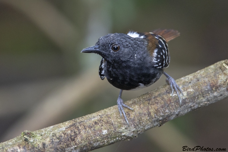 Southern Chestnut-tailed Antbird