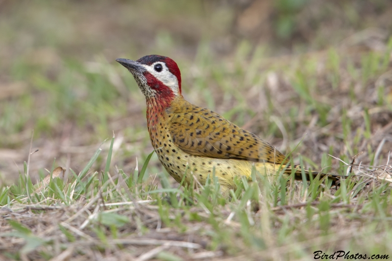 Spot-breasted Woodpecker