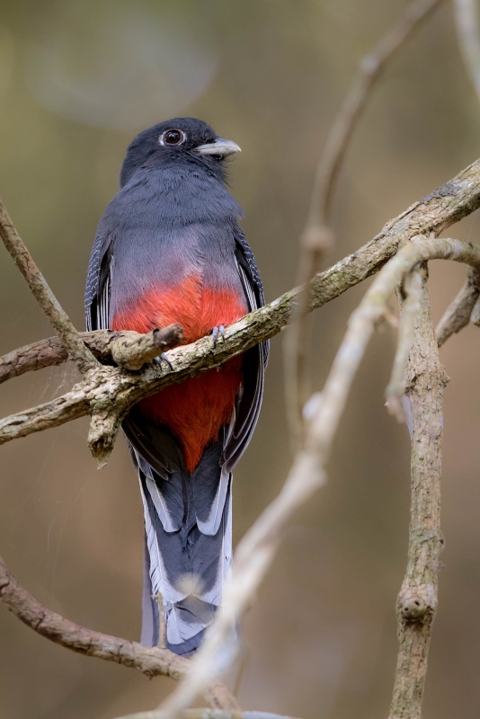 Surucua Trogon