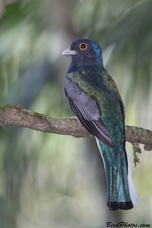 Surucua Trogon
