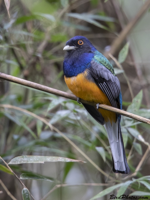 Surucua Trogon