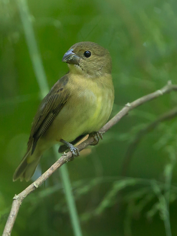 Pope grass singing (Sporophila nigricollis) 