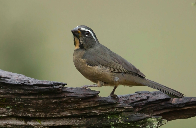 Thick-billed Saltator