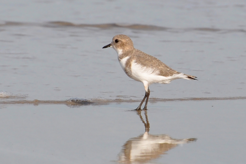 Two-banded Plover