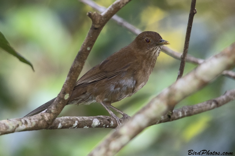 Varzea Thrush