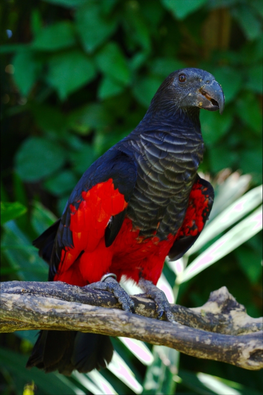Vulturine Parrot