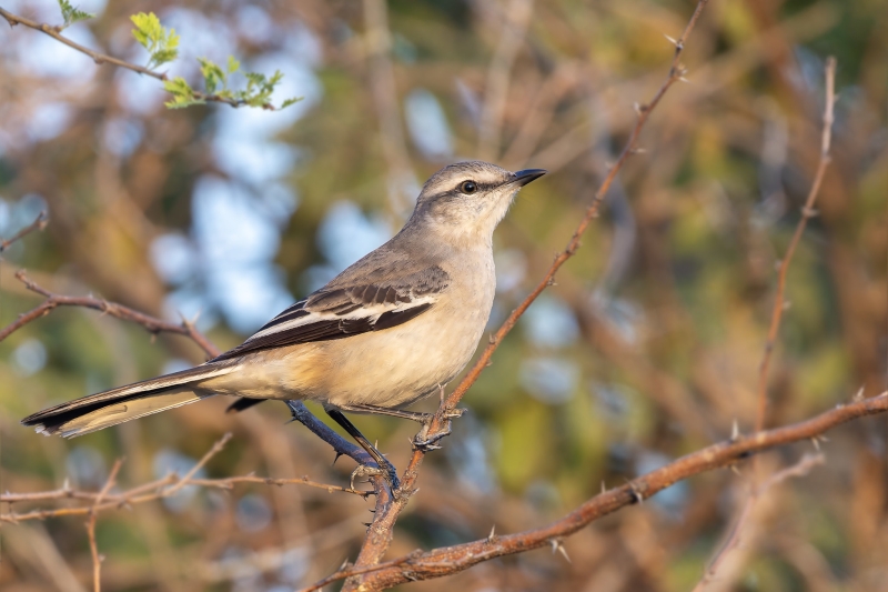 White-banded Mockingbird