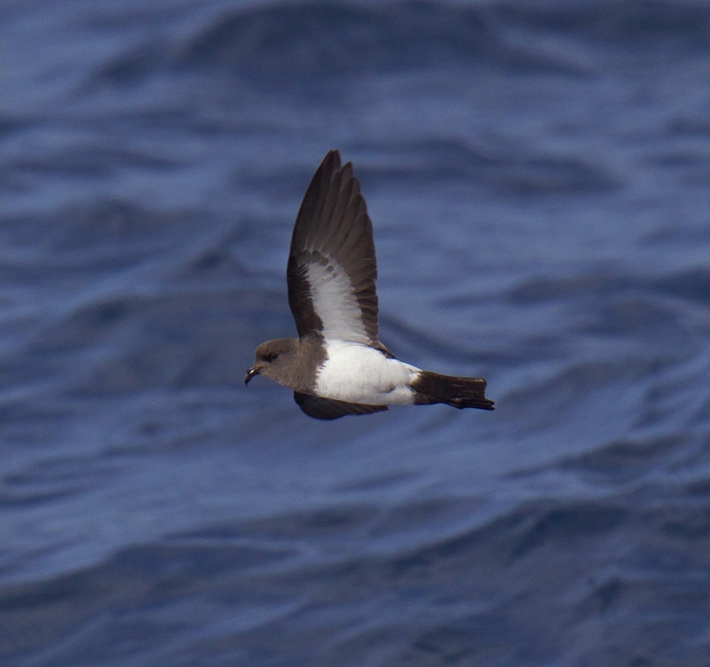 White-bellied Storm Petrel