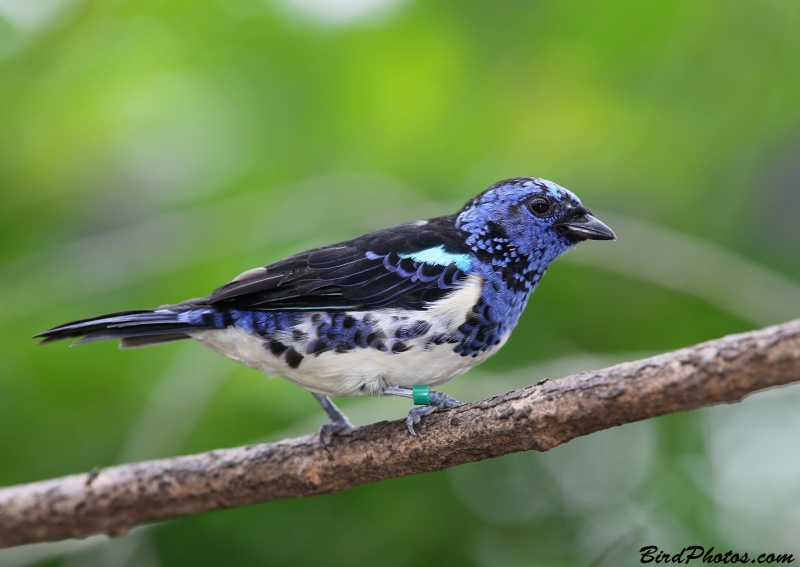 White-bellied Tanager