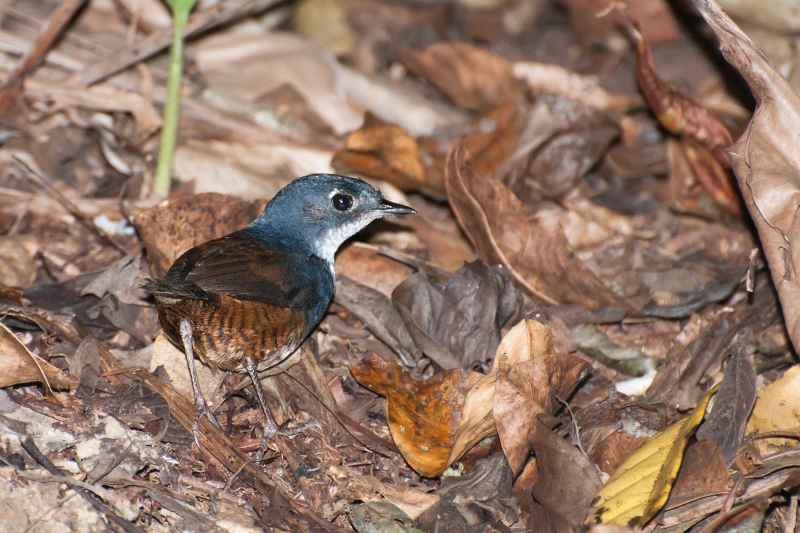 White-breasted Tapaculo