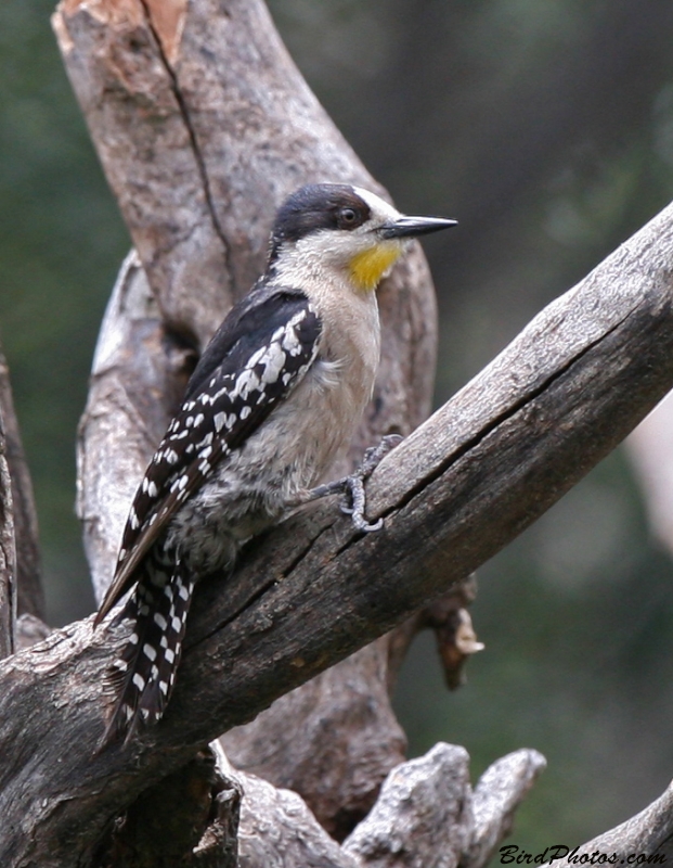 White-fronted Woodpecker