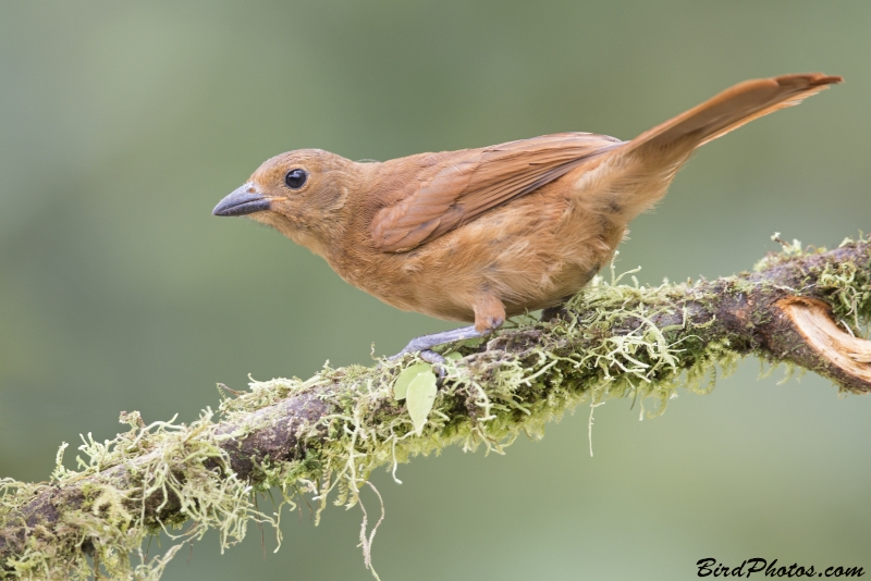 White-lined Tanager