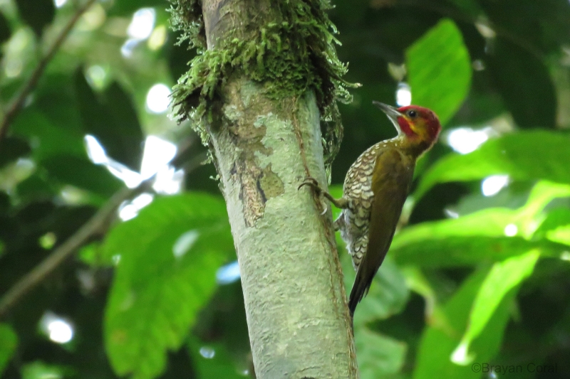 White-throated Woodpecker