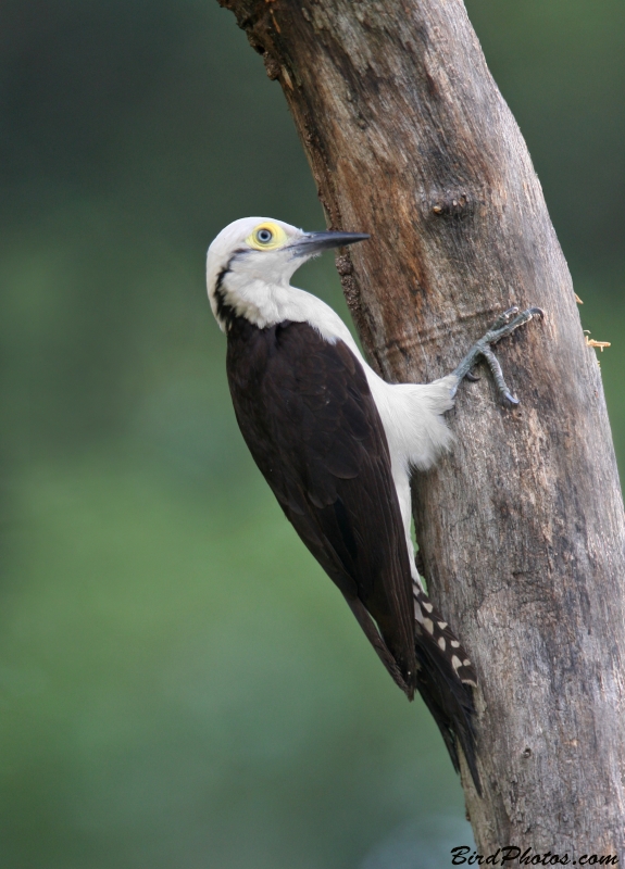 White Woodpecker