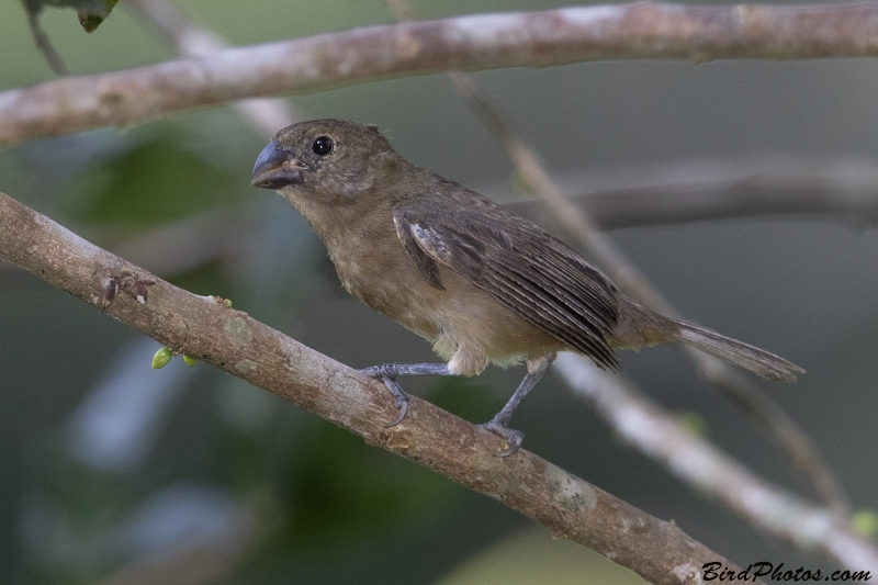 Wing-barred Seedeater