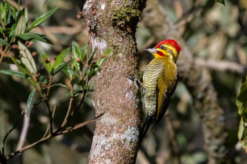 Yellow-browed Woodpecker