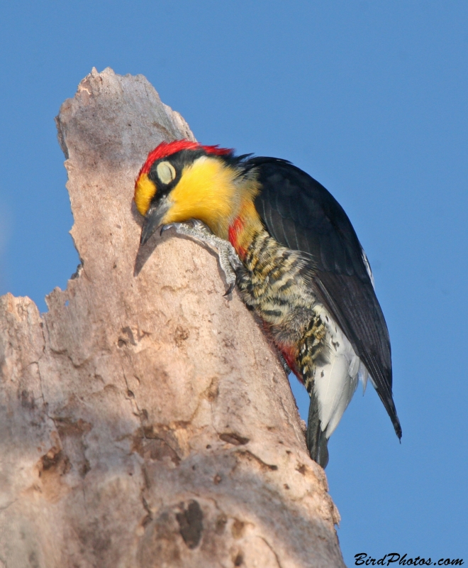 Yellow-fronted Woodpecker