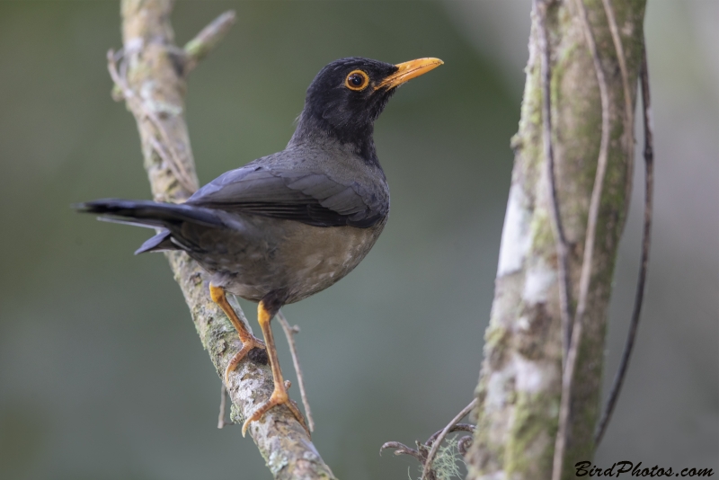 Yellow-legged Thrush