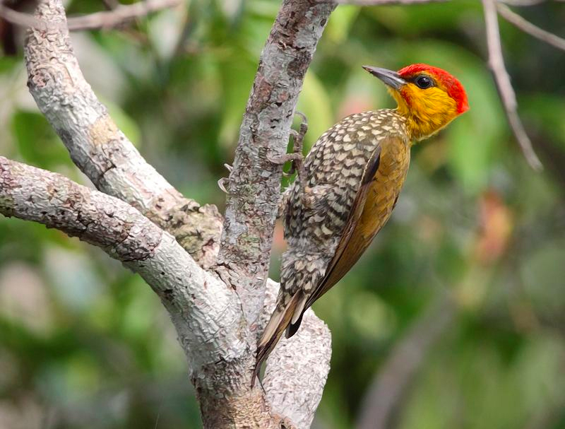 Yellow-throated Woodpecker