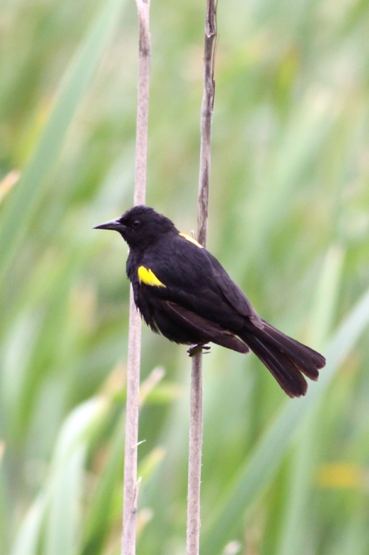 Yellow-winged Blackbird