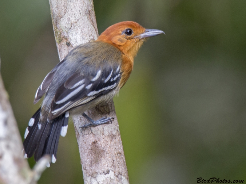 Amazonian Antshrike