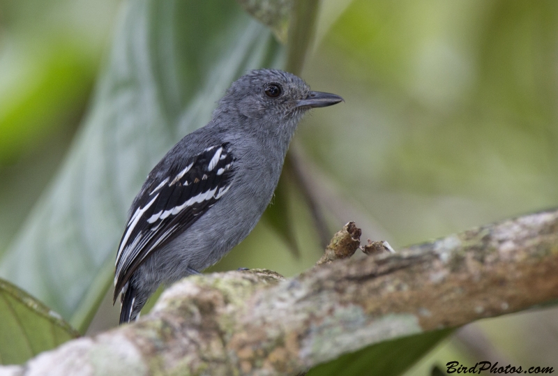 Amazonian Antshrike