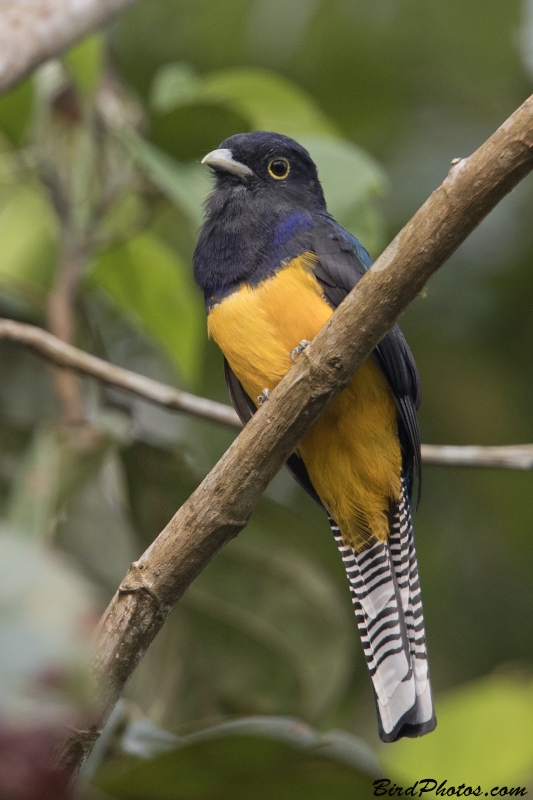 Amazonian Trogon