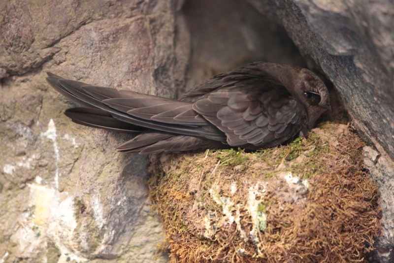 American Black Swift