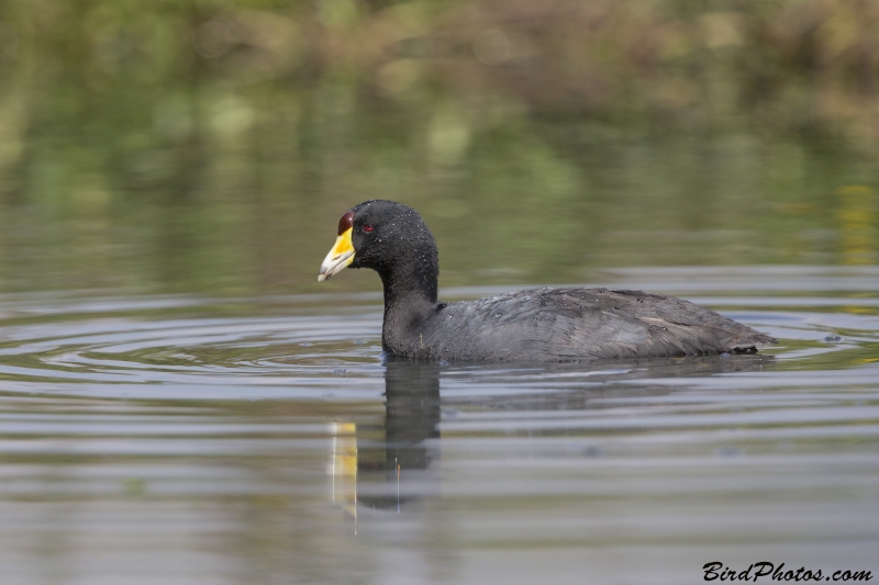 American Coot