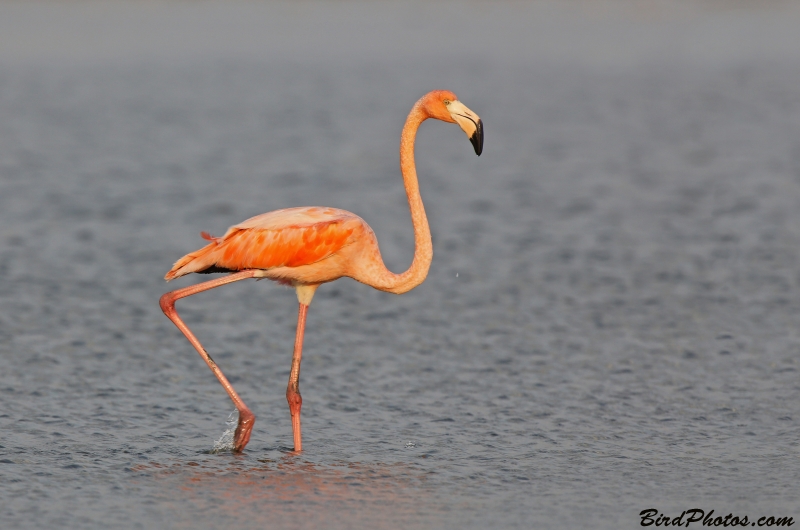 American Flamingo