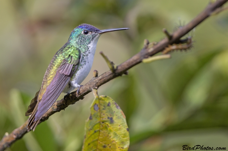 Andean Emerald