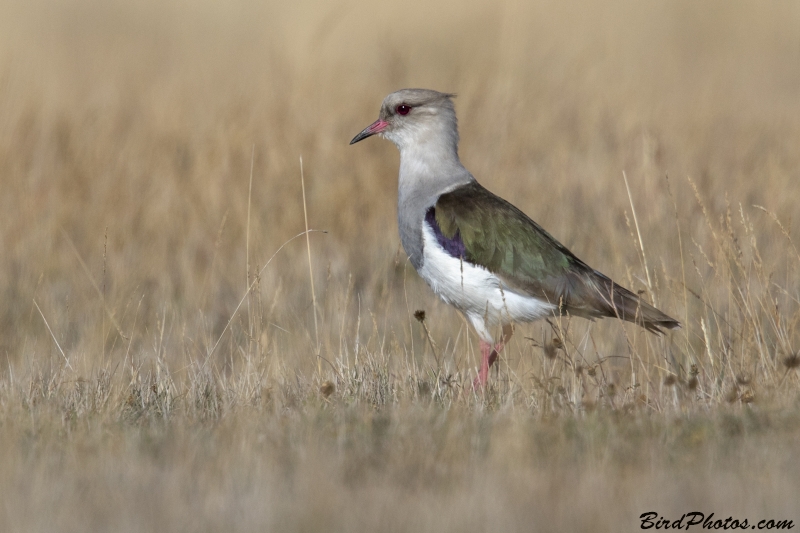 Andean Lapwing