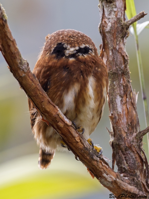 Andean Pygmy Owl