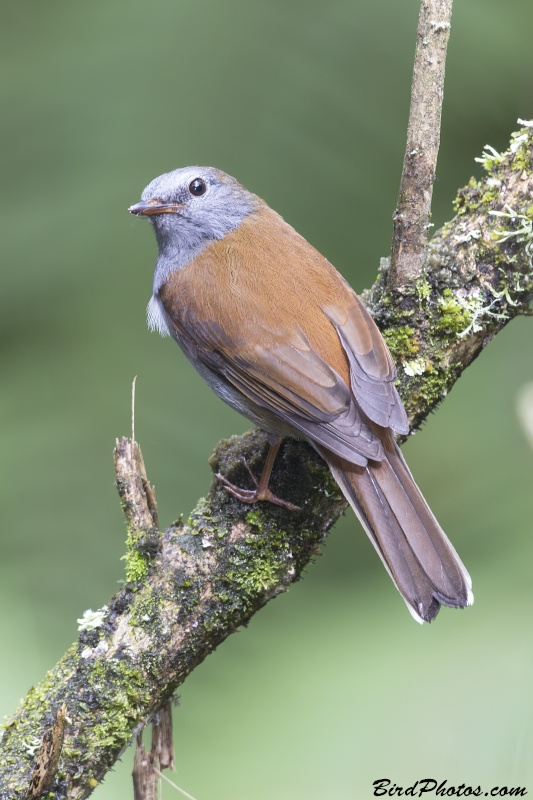 Andean Solitaire