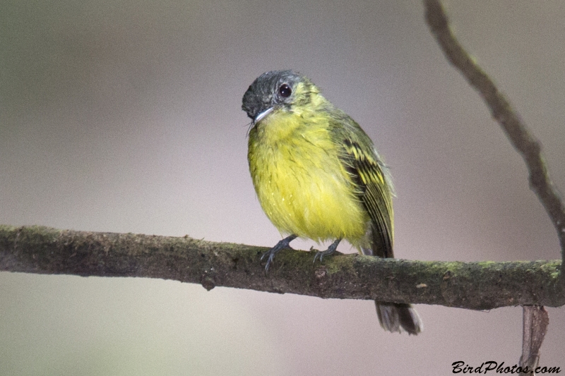 Antioquia Bristle Tyrant